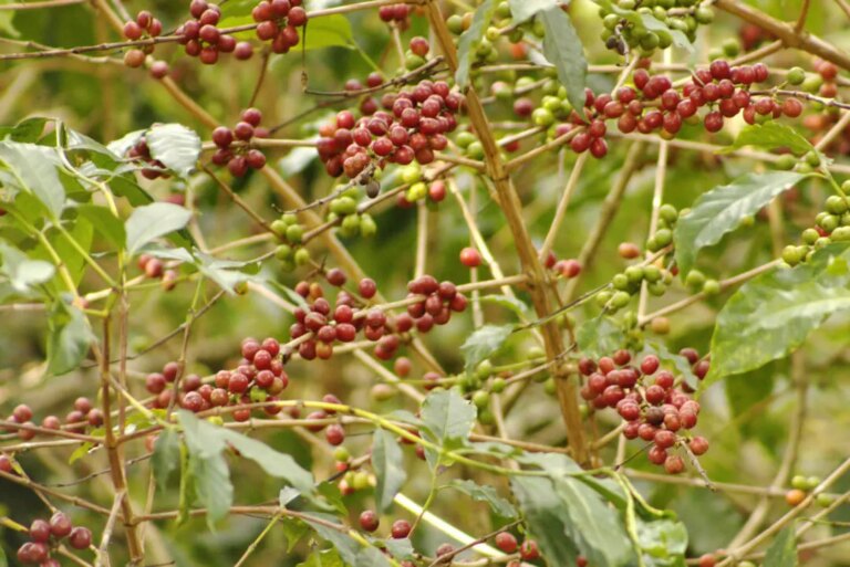 Arabica red bourbon coffee cherries and beans growing on a wild coffee tree in Rwanda