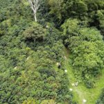 Coffee farm aerial view central america