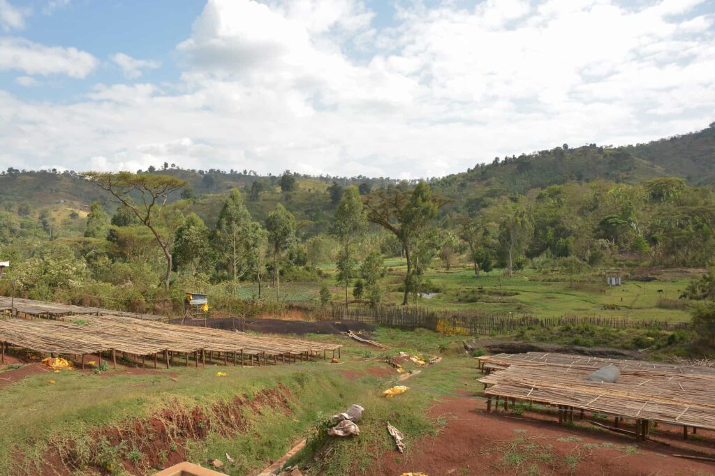 Raised drying beds processing coffee at Shakisso washing station Guji Ethiopia