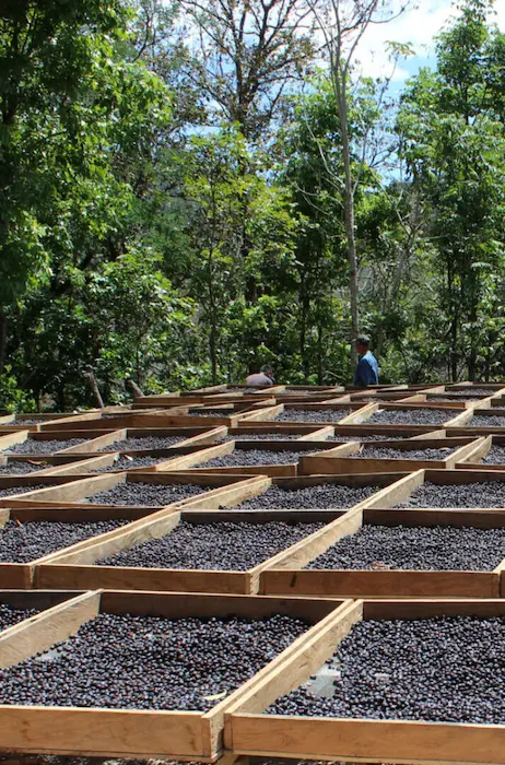 Pacamara and pacas natural process coffee drying on beds at Santa Rosa in El Salvador