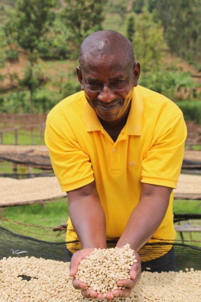 Rwanda coffee producer Venuste Mugiraneza presenting clean washed process green beans at Tumba washing station Rwanda