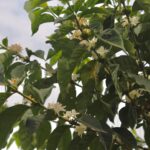 Flowering coffee tree