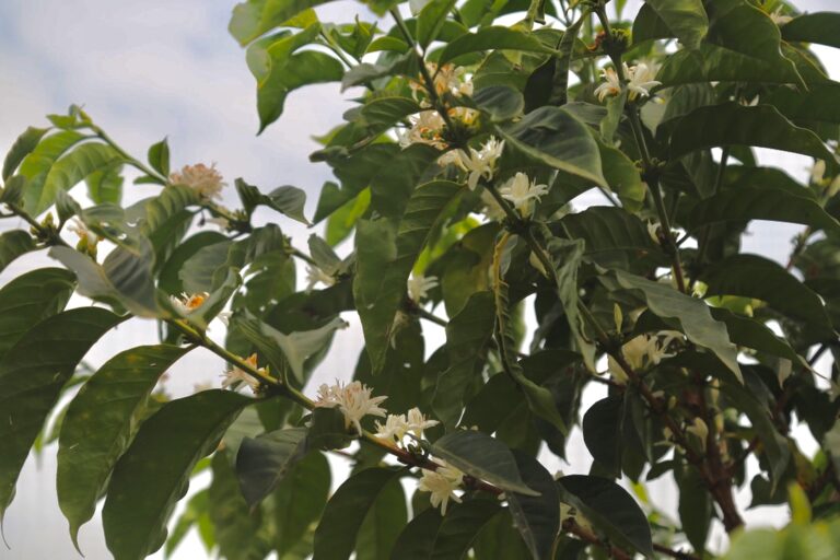 Flowering coffee tree near Githuru wet mill located in Nyeri county in Kenya