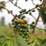 Red bourbon coffee cherries before they are ripe and ready for harvest in Tumba Rwanda coffee growing area