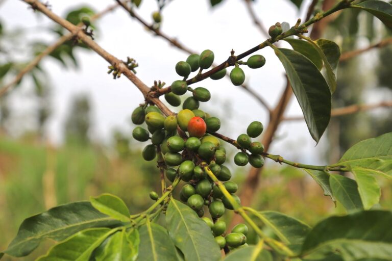 Red bourbon coffee cherries before they are ripe and ready for harvest in Tumba Rwanda coffee growing area