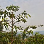 Ripe coffee cherries on tree in front of foggy mountain view