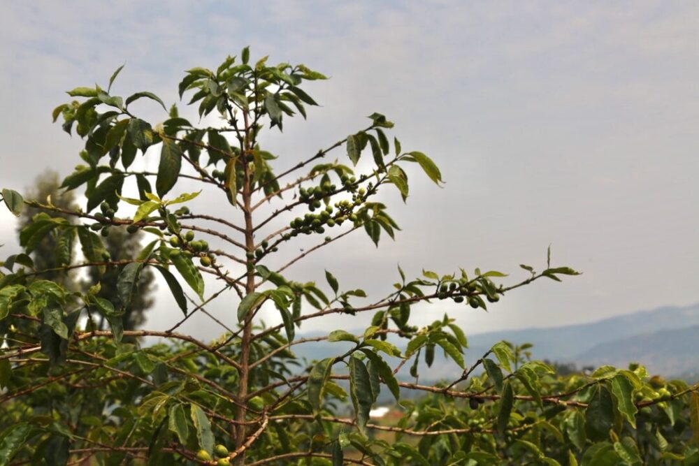 Ripe coffee cherries on tree in front of foggy mountain view