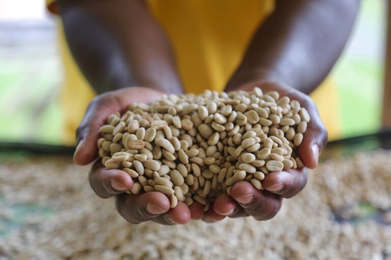 Hands presenting washed dried arabica coffee beans