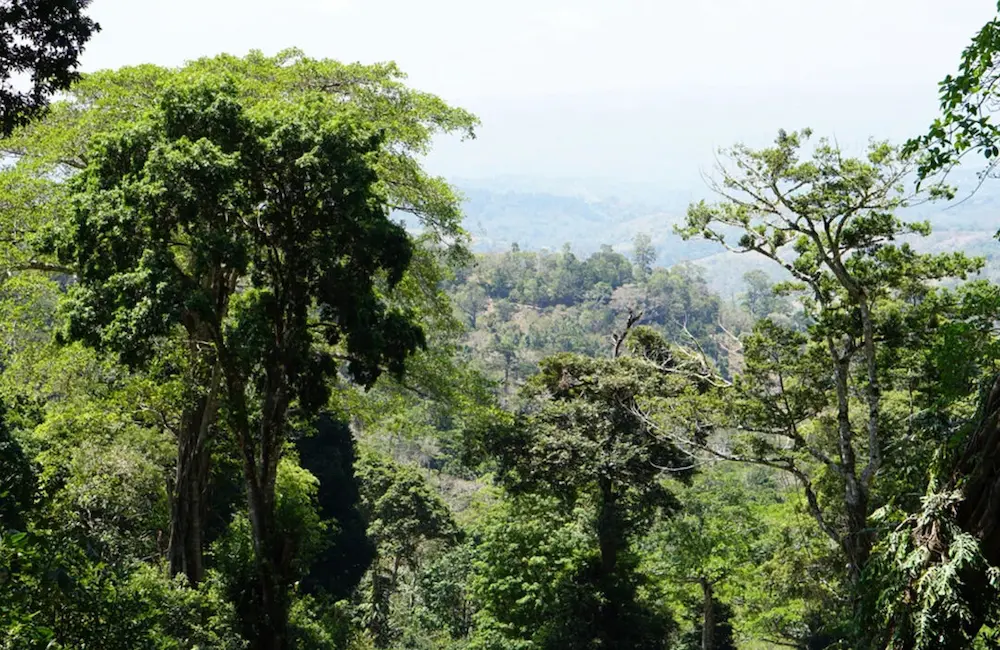 Green Jungle view mountains and valleys from Auromar arabica farm Panama