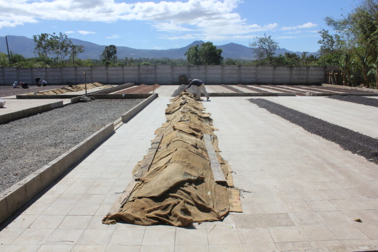 Thick stack whole coffee cherries drying used in Supernatural coffee processing at Villa Galicia