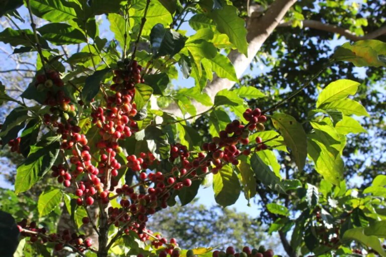 Ripe cherries on arabica coffee tree at Villa Galicia