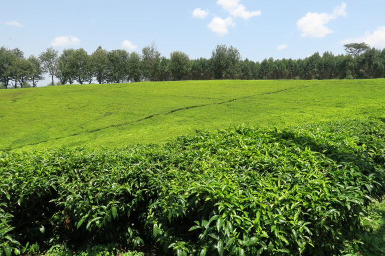 Green landscape coffee trees growing at Wush Wush station in Keffa Ethiopia