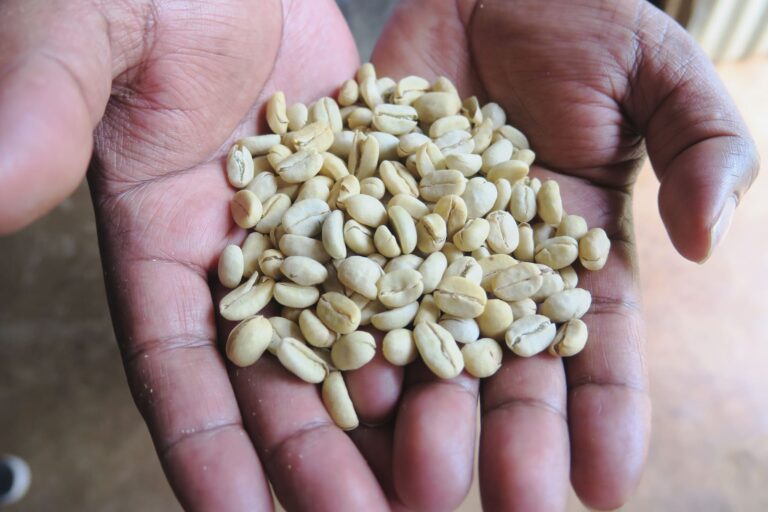 Hands holding wet processed dried coffee beans at Wush Wush washing station Keffa Ethiopia