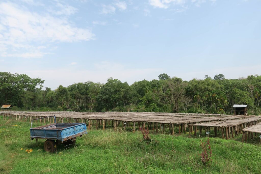 Raised drying beds in green forest at Wush Wush washing station in Keffa, Ethiopia