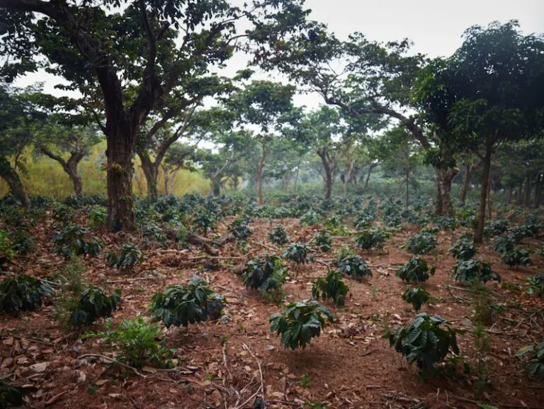 Young new coffee trees planted and growing at Finca Himalaya