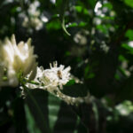 Ecuador-Agroloja-AngelReyes-Bee and coffee flower