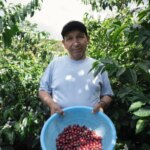 Coffee producer and farmer presenting harvested coffee cherries in blue basket at specialty farm in Ecuador Finca La Papaya