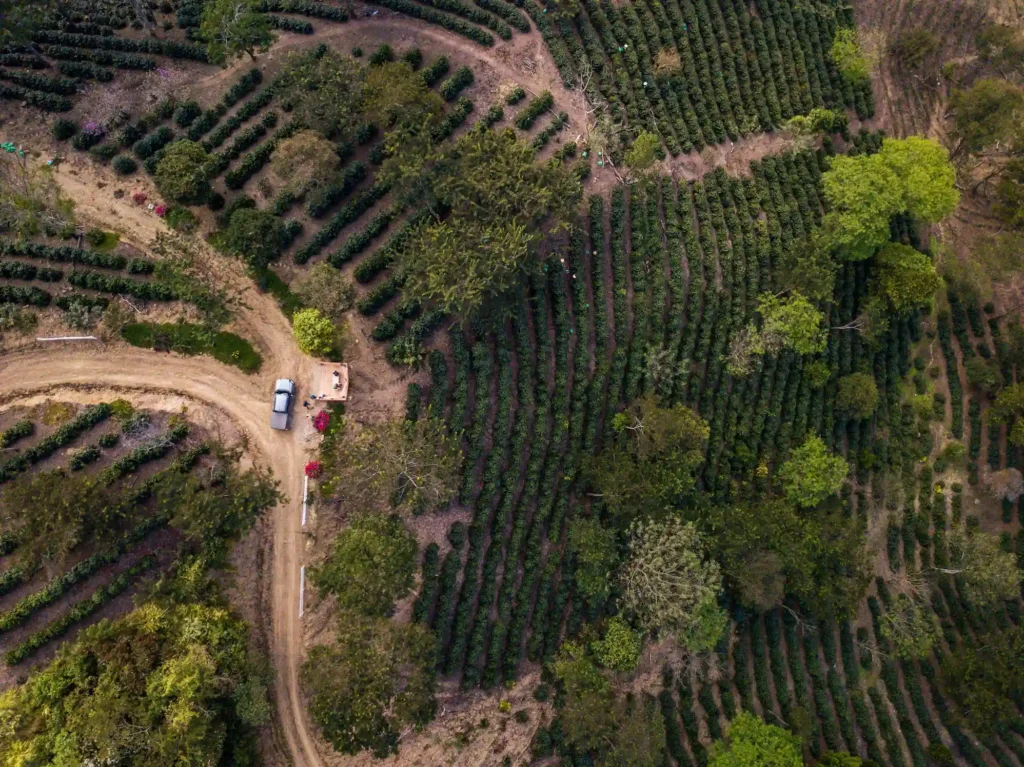 Aerial view of rows of planted coffee trees with dirt driveway running through in Finca Los Rodriguez in Bolivia