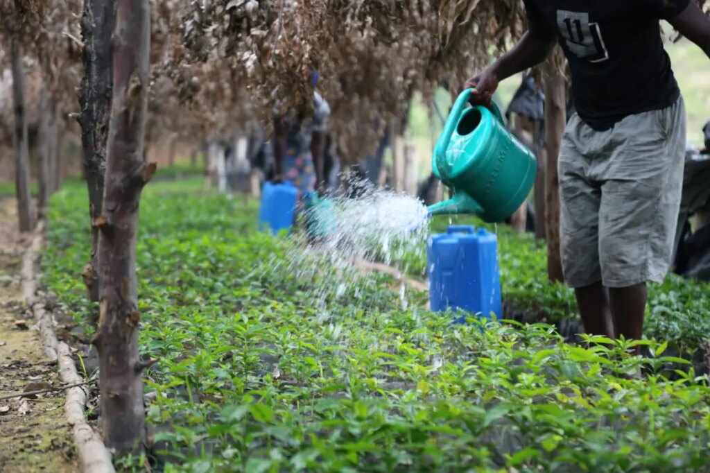 Producer watering baby coffee seedlings to grow and cultivate coffee trees in Rwanda at Bwenda Mountain