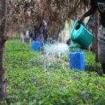 Producer watering baby coffee seedlings to grow and cultivate coffee trees in Rwanda at Bwenda Mountain