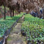 Coffee tree seedlings growing under shade at Bwenda Mountain Rwanda to give to local farmers to grow the coffee community