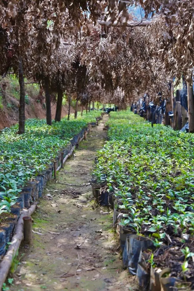 Coffee tree seedlings growing under shade at Bwenda Mountain Rwanda to give to local farmers to grow the coffee community
