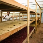 Colombia - LaInmaculada - Julian Holguin Drying beds
