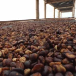 Honey processed coffee beans on raised drying beds at Finca Inmaculada Colombia