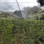 Growing coffee trees at Inmaculada Colombia