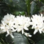 Colombia - La Inmaculada - Julian Holguin Flowering trees