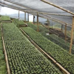 Coffee sapling nursery at Finca Inmaculada Colombia
