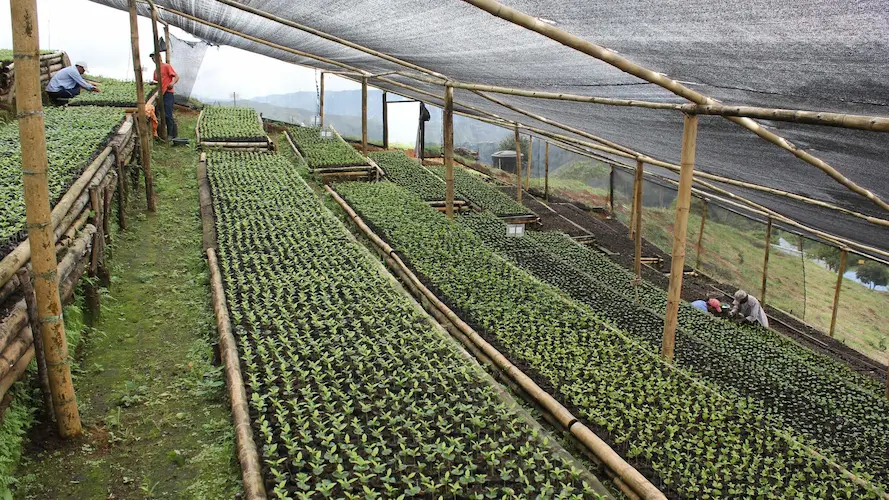 Coffee sapling nursery at Finca Inmaculada Colombia