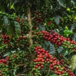 Coffee tree with ripening coffee cherries