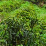 Young coffee tree growing