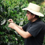 Coffee producer farming and harvesting cherries from coffee farm in Ecuador