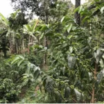 The forest at Clara Luz Ecuador