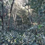 Flowering coffee trees in the forest at Clara Luz Ecuador