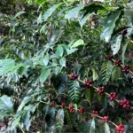 Coffee cherries on a tree at Clara Luz Ecuador