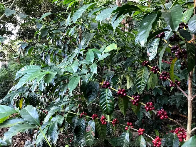 Coffee cherries on a tree at Clara Luz Ecuador