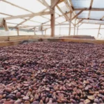 Drying honey processed coffee beans on raised drying beds at Clara Luz Ecuador
