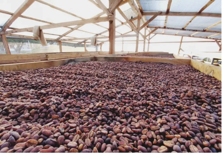Drying honey processed coffee beans on raised drying beds at Clara Luz Ecuador