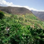 Producer Miguel Sandoval at his coffee farm La Fiquita in Ecuador