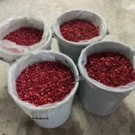 Coffee cherries harvested from Santa Gertrudis Ecuador