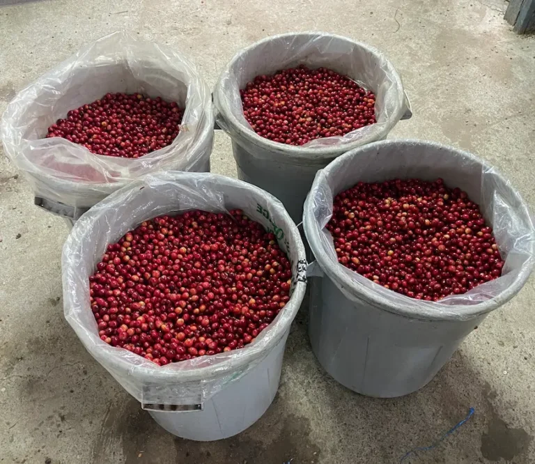 Coffee cherries harvested from Santa Gertrudis Ecuador