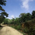 dirt road driveway leading through mountain to coffee farm in Ecuador