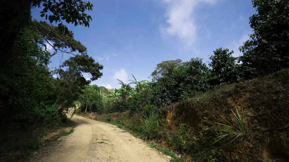 dirt road driveway leading through mountain to coffee farm in Ecuador