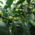 Blossoming coffee flowers on dark green tree growing in coffee belt