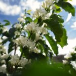 White coffee flowers blossomed looking up tot he sun and blue sky