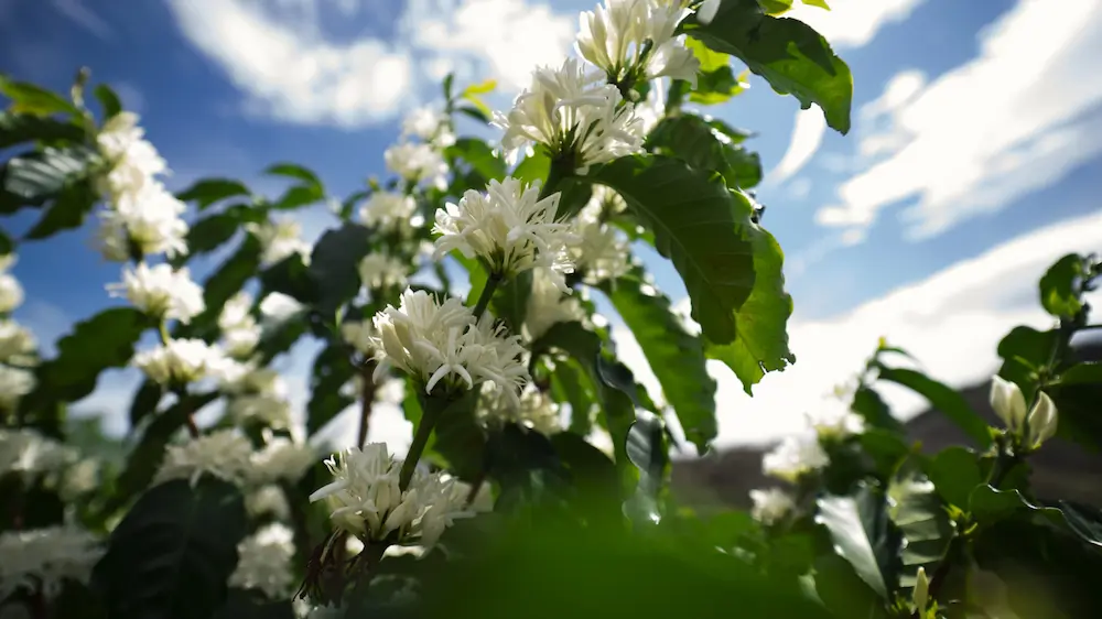 White coffee flowers blossomed looking up tot he sun and blue sky