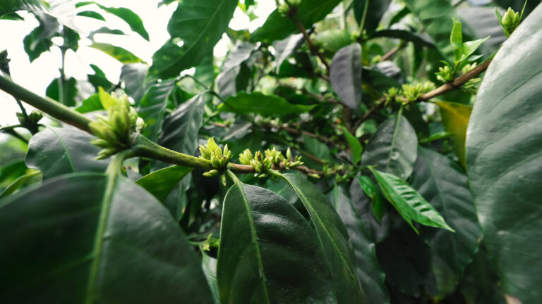 Blossoming coffee flowers on dark green tree growing in coffee belt